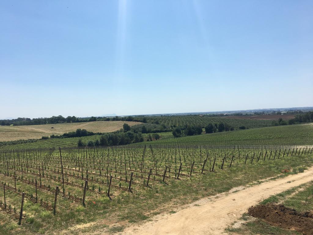 Il Casale Degli Ulivi - Agriturismo - Tenimenti Leone Lanuvio Eksteriør bilde