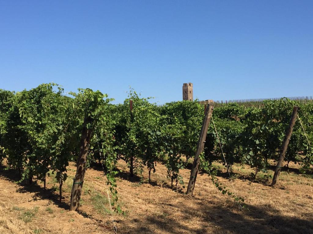 Il Casale Degli Ulivi - Agriturismo - Tenimenti Leone Lanuvio Eksteriør bilde