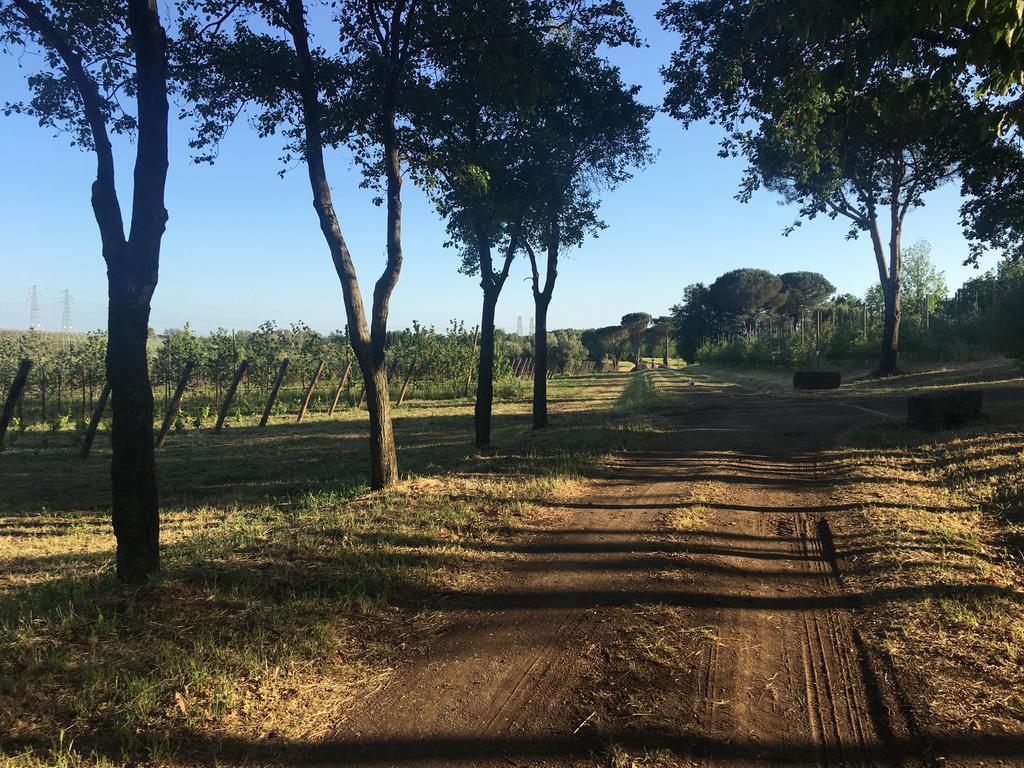 Il Casale Degli Ulivi - Agriturismo - Tenimenti Leone Lanuvio Eksteriør bilde