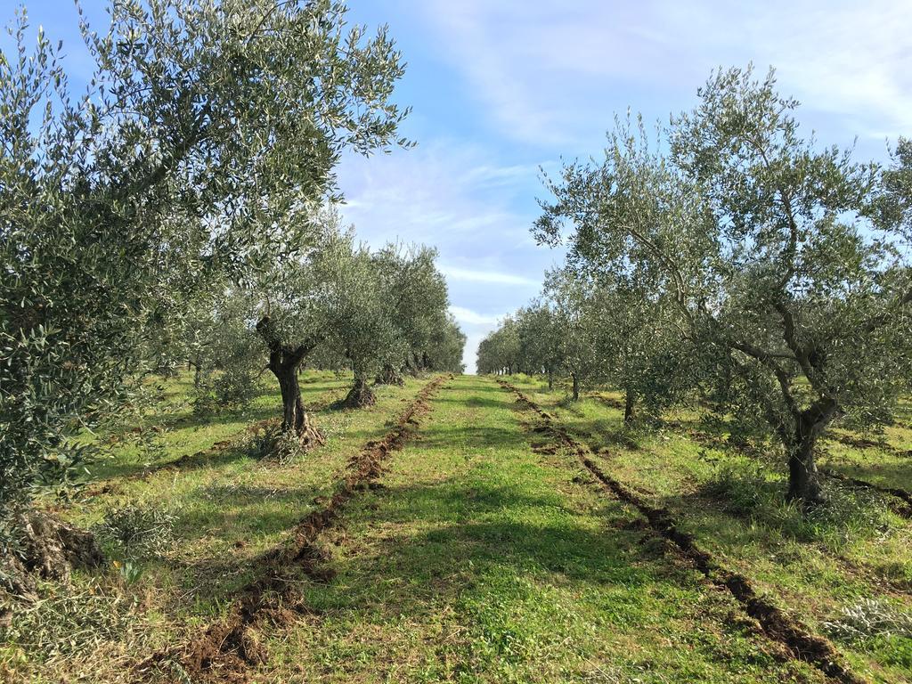 Il Casale Degli Ulivi - Agriturismo - Tenimenti Leone Lanuvio Eksteriør bilde